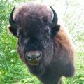 Bison Bison